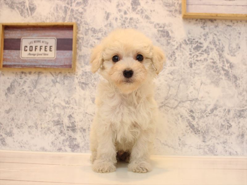 福岡県のチワプー/プーチー(チワワ×プードル) (ワンラブ福岡総本店/2025年12月1日生まれ/男の子/クリーム)の子犬の2枚目の画像