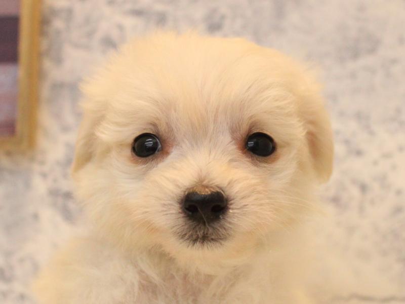 福岡県のチワプー/プーチー(チワワ×プードル) (ワンラブ福岡総本店/2025年12月1日生まれ/男の子/クリーム)の子犬の1枚目の画像