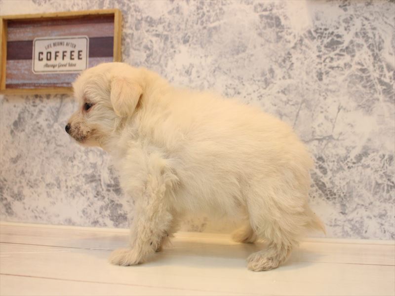 福岡県のチワプー/プーチー(チワワ×プードル) (ワンラブ福岡総本店/2025年12月1日生まれ/男の子/クリーム)の子犬の3枚目の画像