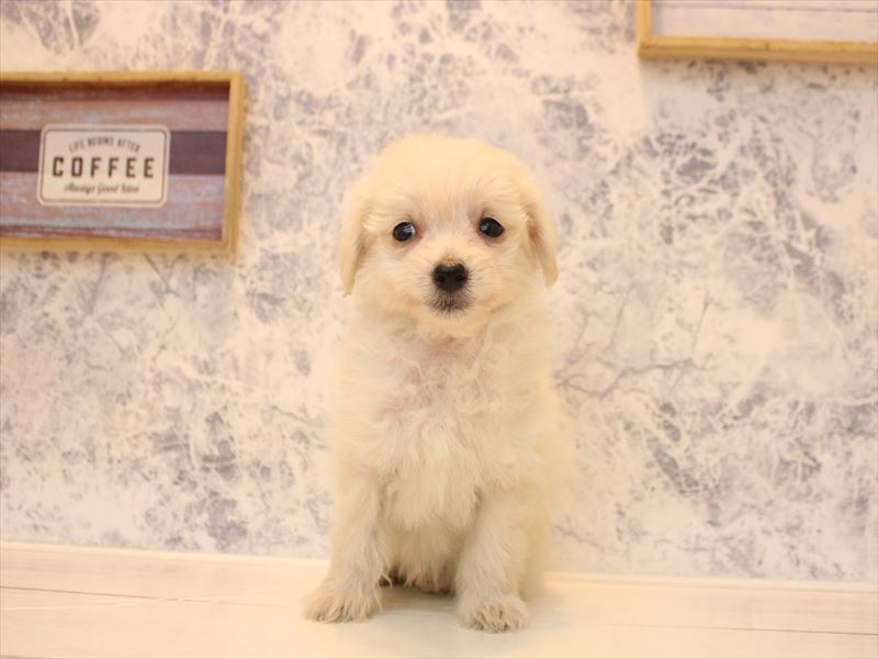 福岡県のチワプー/プーチー(チワワ×プードル) (ワンラブ福岡総本店/2025年12月1日生まれ/男の子/クリーム)の子犬の2枚目の画像