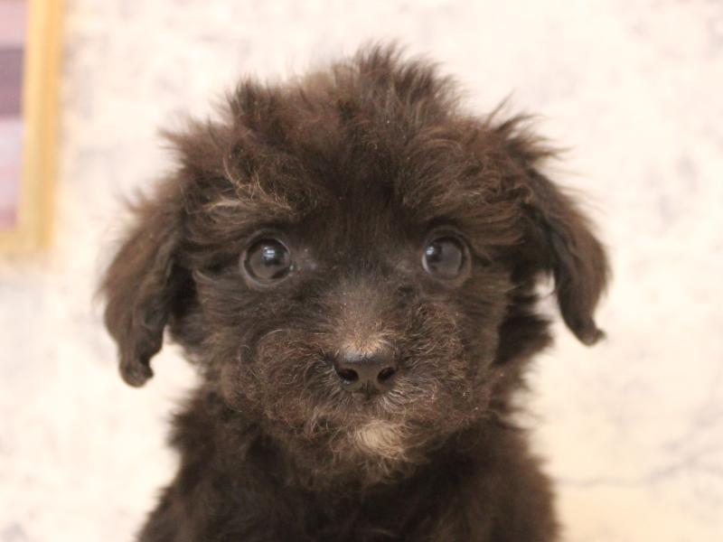 福岡県のチワプー/プーチー(チワワ×プードル) (ワンラブ福岡総本店/2025年12月1日生まれ/女の子/ブラックホワイト)の子犬の1枚目の画像