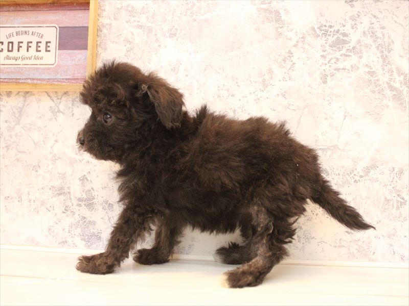 福岡県のチワプー/プーチー(チワワ×プードル) (ワンラブ福岡総本店/2025年12月1日生まれ/女の子/ブラックホワイト)の子犬の3枚目の画像