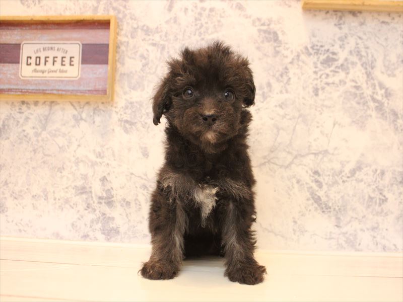 福岡県のチワプー/プーチー(チワワ×プードル) (ワンラブ福岡総本店/2025年12月1日生まれ/女の子/ブラックホワイト)の子犬の2枚目の画像