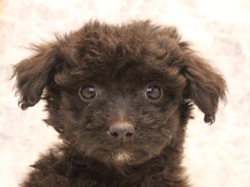 福岡県のチワプー/プーチー(チワワ×プードル) (ワンラブ福岡総本店/2025年12月1日生まれ/女の子/ブラック)の子犬の1枚目の画像