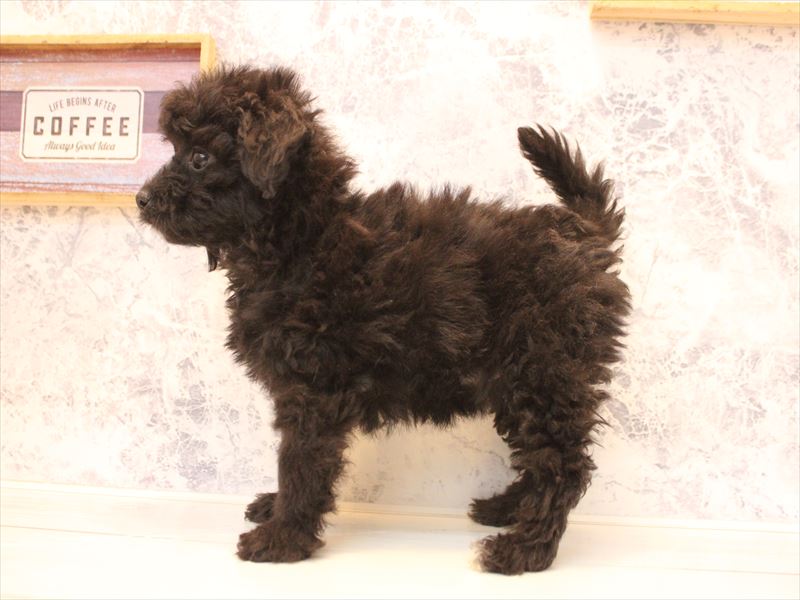 福岡県のチワプー/プーチー(チワワ×プードル) (ワンラブ福岡総本店/2025年12月1日生まれ/女の子/ブラック)の子犬の3枚目の画像