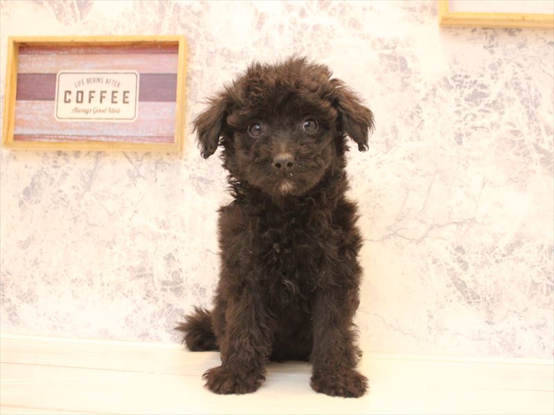 福岡県のチワプー/プーチー(チワワ×プードル) (ワンラブ福岡総本店/2025年12月1日生まれ/女の子/ブラック)の子犬の2枚目の画像