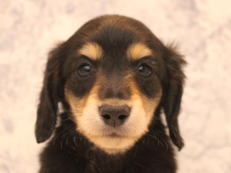 埼玉県のカニンヘンダックスフンド(ロング) (ワンラブ埼玉寄居店/2025年12月1日生まれ/男の子/ブラックタン)の子犬の1枚目の画像