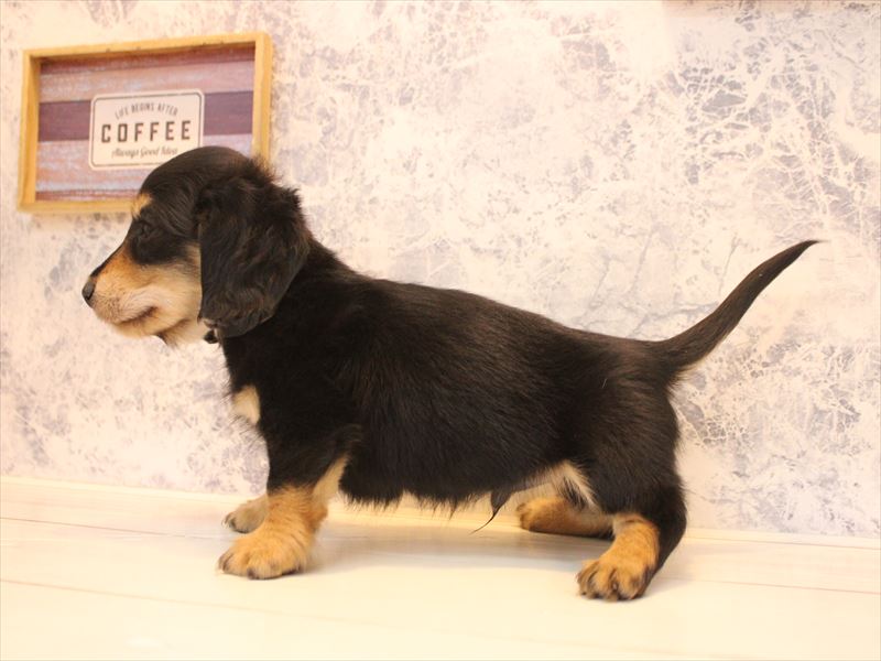 埼玉県のカニンヘンダックスフンド(ロング) (ワンラブ埼玉寄居店/2025年12月1日生まれ/男の子/ブラックタン)の子犬の3枚目の画像