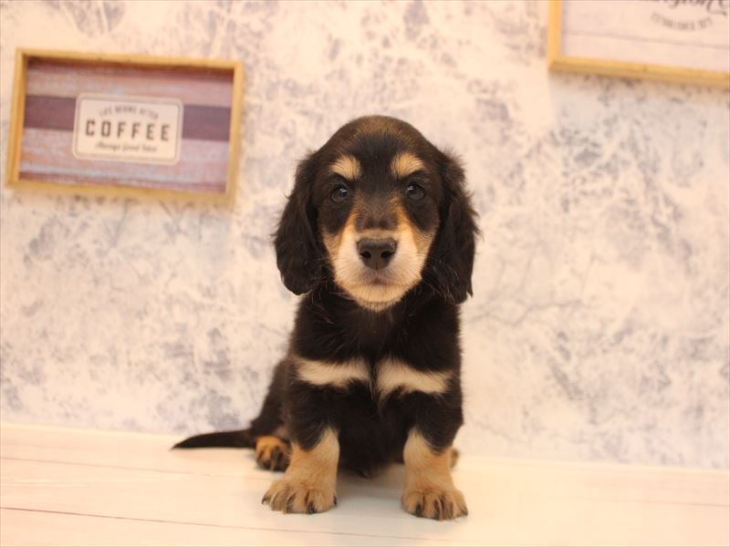 埼玉県のカニンヘンダックスフンド(ロング) (ワンラブ埼玉寄居店/2025年12月1日生まれ/男の子/ブラックタン)の子犬の2枚目の画像