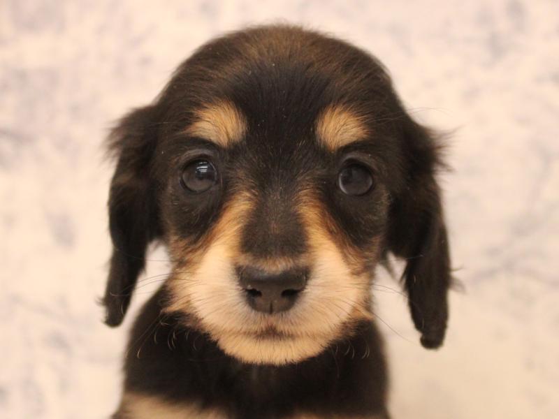 埼玉県のカニンヘンダックスフンド(ロング) (ワンラブ埼玉寄居店/2025年12月1日生まれ/女の子/ブラックタン)の子犬の1枚目の画像