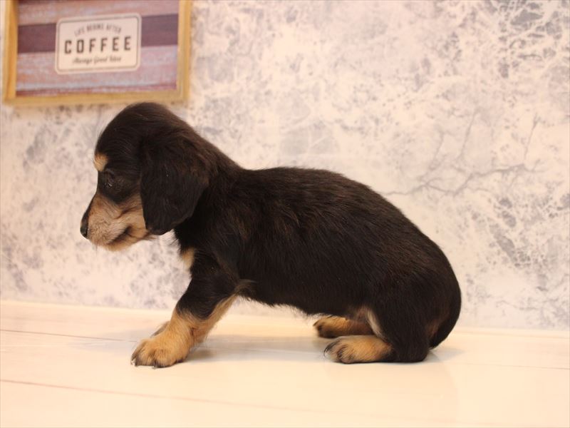 埼玉県のカニンヘンダックスフンド(ロング) (ワンラブ埼玉寄居店/2025年12月1日生まれ/女の子/ブラックタン)の子犬の3枚目の画像