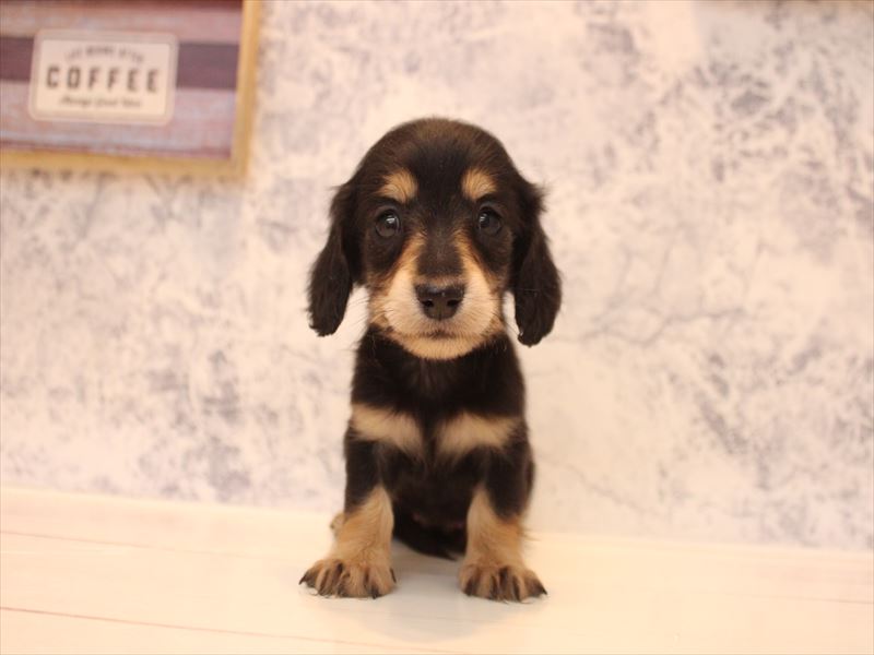 埼玉県のカニンヘンダックスフンド(ロング) (ワンラブ埼玉寄居店/2025年12月1日生まれ/女の子/ブラックタン)の子犬の2枚目の画像