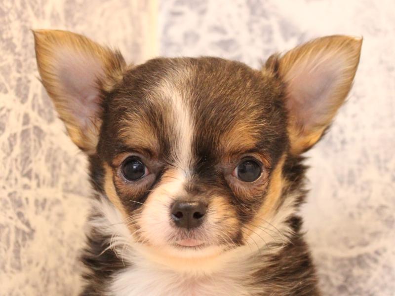 埼玉県のチワワ(ロング) (ワンラブ埼玉寄居店/2025年12月1日生まれ/男の子/ブラックタンホワイト)の子犬の1枚目の画像