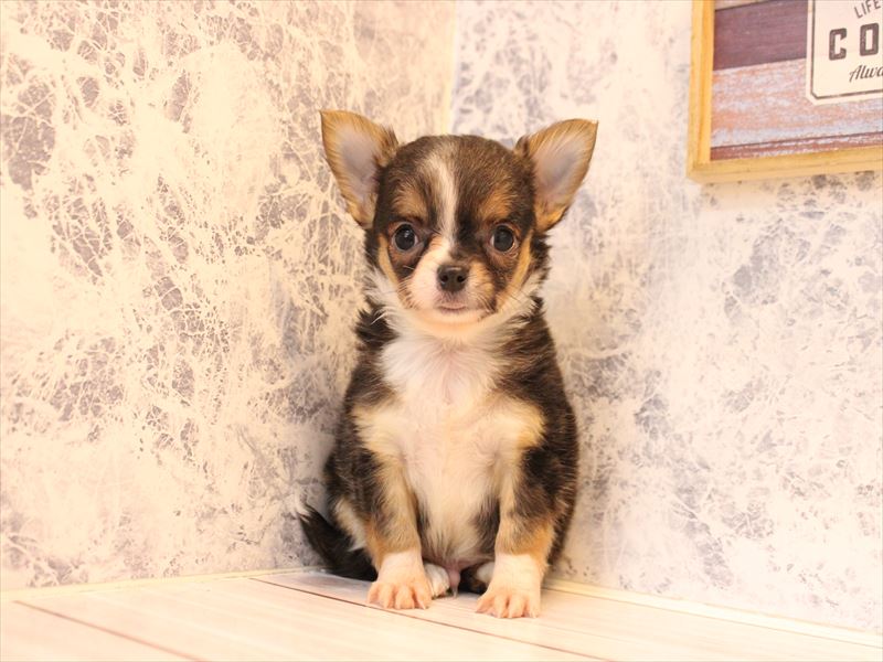 埼玉県のチワワ(ロング) (ワンラブ埼玉寄居店/2025年12月1日生まれ/男の子/ブラックタンホワイト)の子犬の3枚目の画像