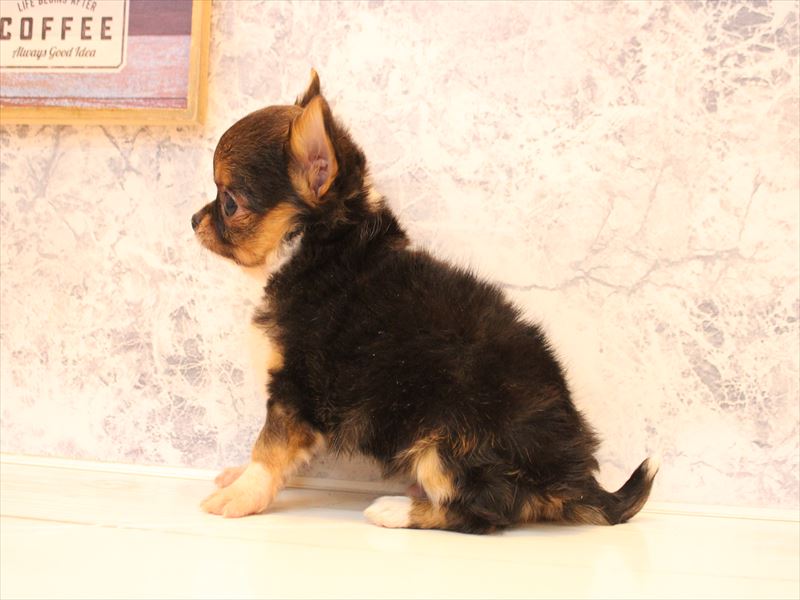 埼玉県のチワワ(ロング) (ワンラブ埼玉寄居店/2025年12月1日生まれ/男の子/ブラックタンホワイト)の子犬の2枚目の画像