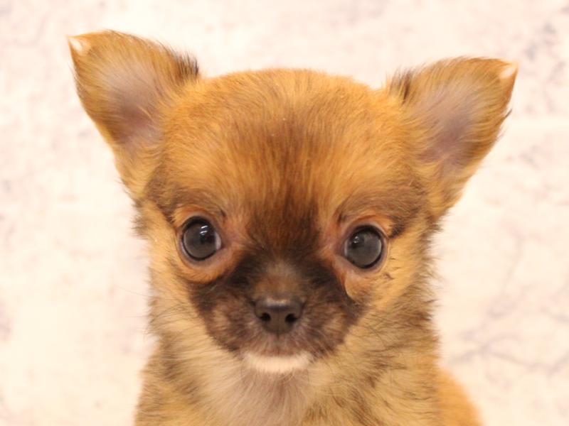 埼玉県のチワワ(ロング) (ワンラブ埼玉寄居店/2025年12月1日生まれ/女の子/セーブル)の子犬の1枚目の画像