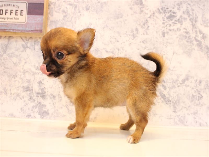 埼玉県のチワワ(ロング) (ワンラブ埼玉寄居店/2025年12月1日生まれ/女の子/セーブル)の子犬の3枚目の画像