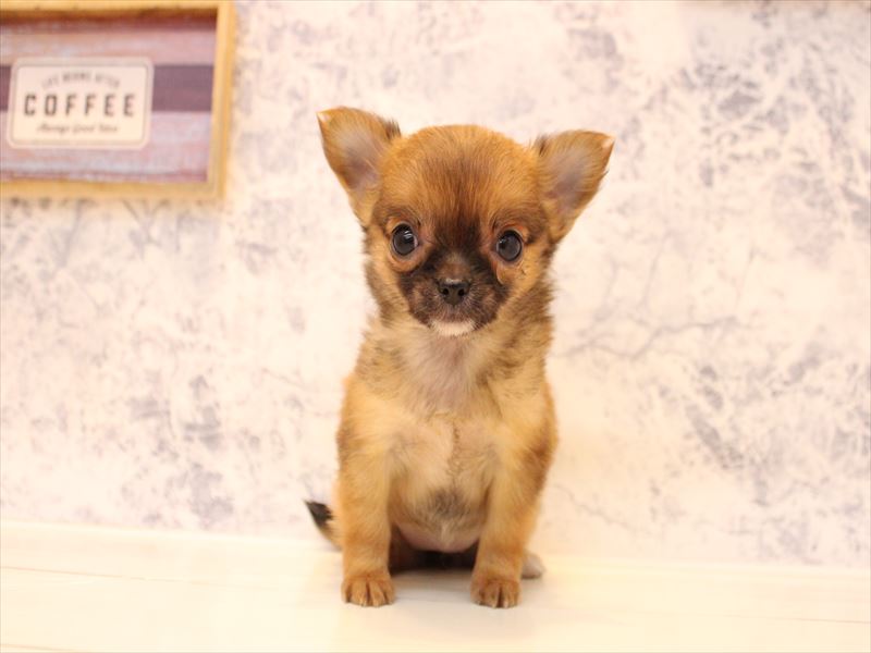 埼玉県のチワワ(ロング) (ワンラブ埼玉寄居店/2025年12月1日生まれ/女の子/セーブル)の子犬の2枚目の画像