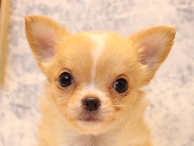 埼玉県のチワワ(ロング) (ワンラブ埼玉寄居店/2025年12月1日生まれ/女の子/クリームホワイト)の子犬の1枚目の画像