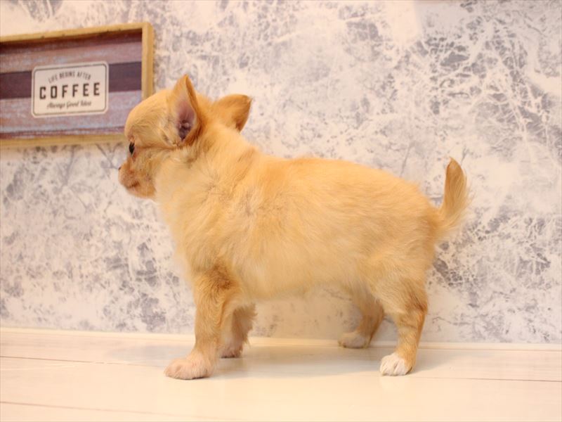 埼玉県のチワワ(ロング) (ワンラブ埼玉寄居店/2025年12月1日生まれ/女の子/クリームホワイト)の子犬の3枚目の画像