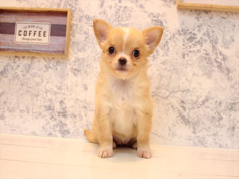 埼玉県のチワワ(ロング) (ワンラブ埼玉寄居店/2025年12月1日生まれ/女の子/クリームホワイト)の子犬の2枚目の画像