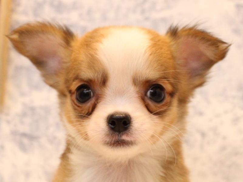 福岡県のチワワ(ロング) (ワンラブ福岡総本店/2025年12月1日生まれ/女の子/クリームホワイト)の子犬の1枚目の画像