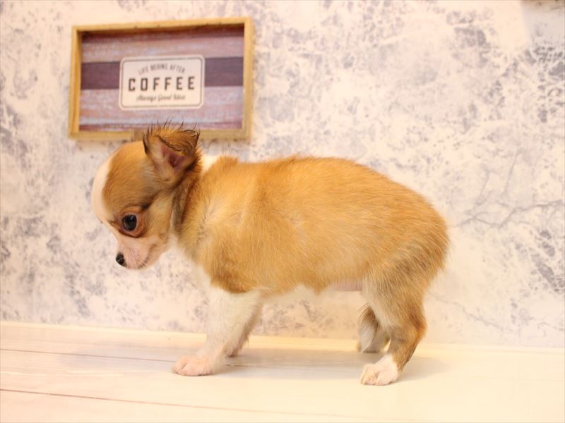 福岡県のチワワ(ロング) (ワンラブ福岡総本店/2025年12月1日生まれ/女の子/クリームホワイト)の子犬の3枚目の画像