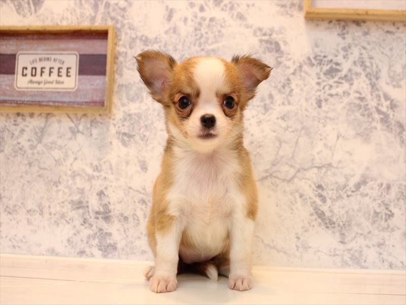 福岡県のチワワ(ロング) (ワンラブ福岡総本店/2025年12月1日生まれ/女の子/クリームホワイト)の子犬の2枚目の画像