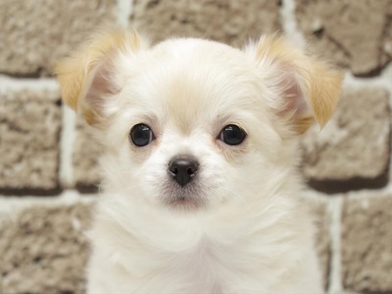 福岡県のチワワ(ロング) (ワンラブ福岡総本店/2025年12月2日生まれ/男の子/クリーム)の子犬の1枚目の画像