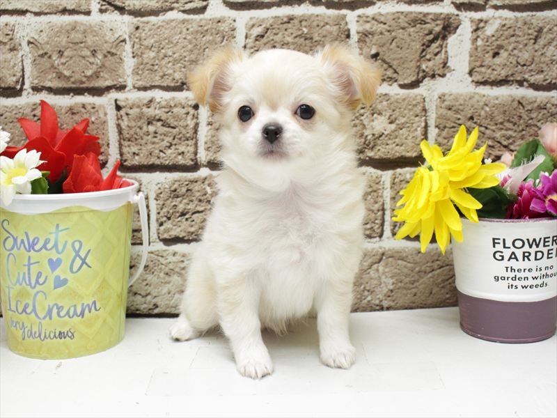 福岡県のチワワ(ロング) (ワンラブ福岡総本店/2025年12月2日生まれ/男の子/クリーム)の子犬の3枚目の画像