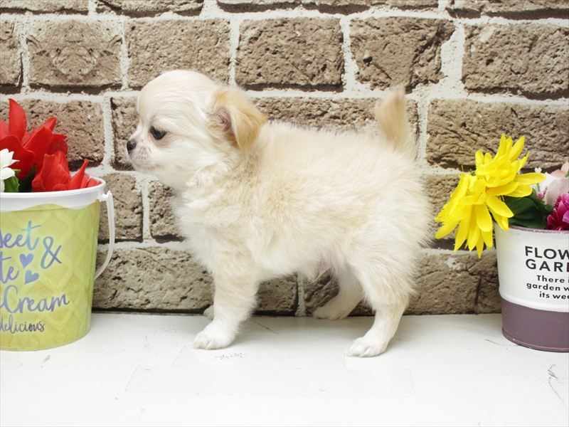 福岡県のチワワ(ロング) (ワンラブ福岡総本店/2025年12月2日生まれ/男の子/クリーム)の子犬の2枚目の画像