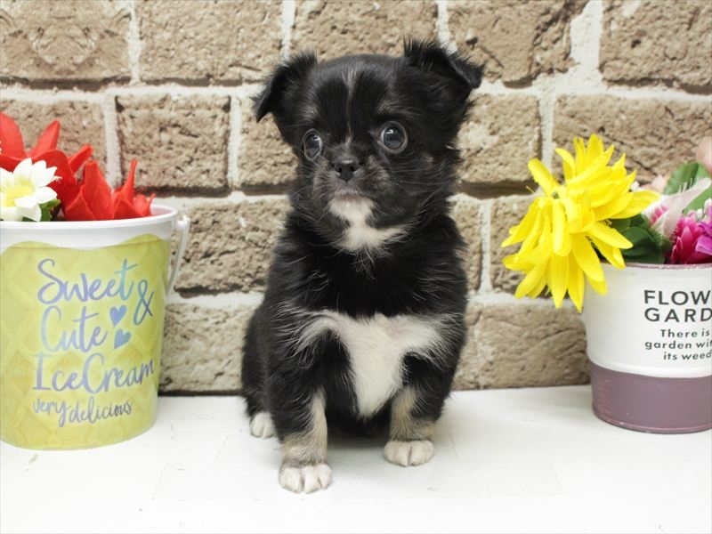 福岡県のチワワ(ロング) (ワンラブ福岡総本店/2025年11月27日生まれ/女の子/ブラックタンホワイト)の子犬の3枚目の画像