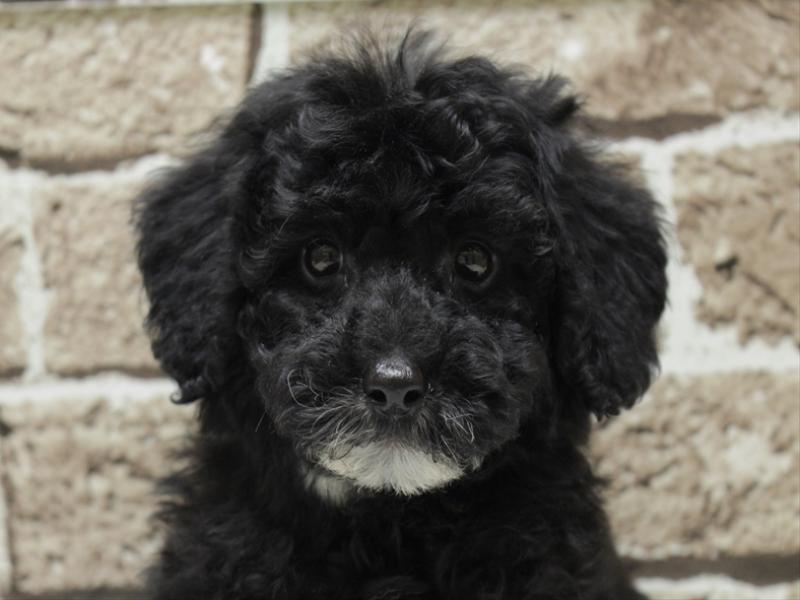 福岡県のトイプードル(トイ) (ワンラブ福岡総本店/2025年12月1日生まれ/男の子/ブラックホワイト)の子犬の1枚目の画像