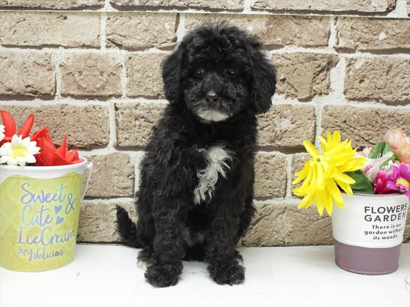 福岡県のトイプードル(トイ) (ワンラブ福岡総本店/2025年12月1日生まれ/男の子/ブラックホワイト)の子犬の3枚目の画像