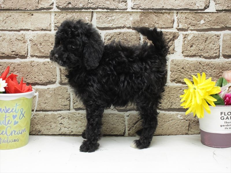 福岡県のトイプードル(トイ) (ワンラブ福岡総本店/2025年12月1日生まれ/男の子/ブラックホワイト)の子犬の2枚目の画像