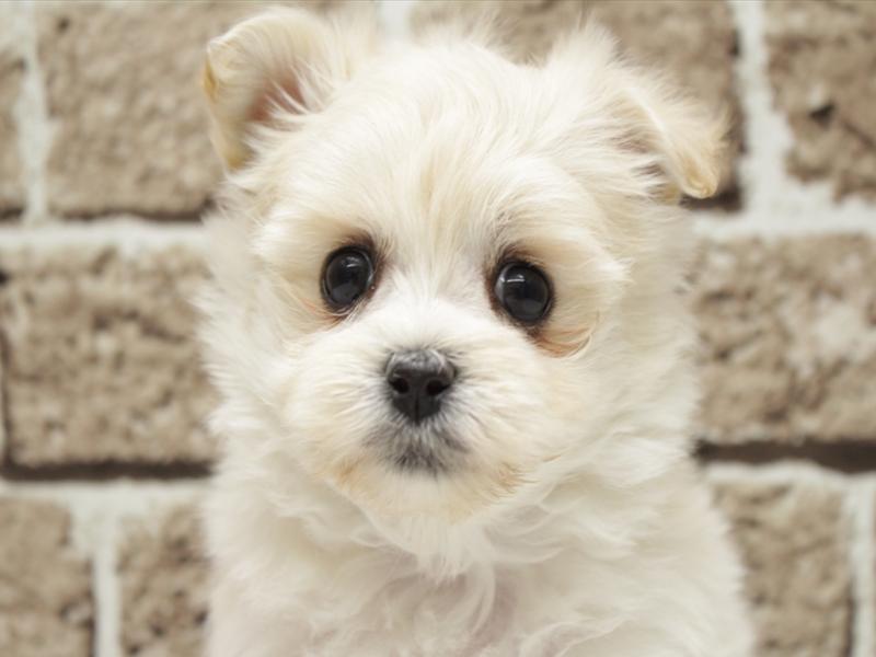 福岡県のポメマル/マルポメ(ポメラニアン×マルチーズ) (ワンラブ福岡総本店/2025年11月30日生まれ/女の子/クリーム)の子犬の1枚目の画像