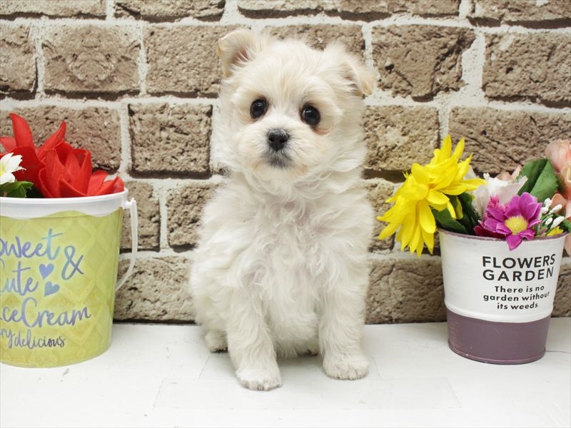 福岡県のポメマル/マルポメ(ポメラニアン×マルチーズ) (ワンラブ福岡総本店/2025年11月30日生まれ/女の子/クリーム)の子犬の3枚目の画像