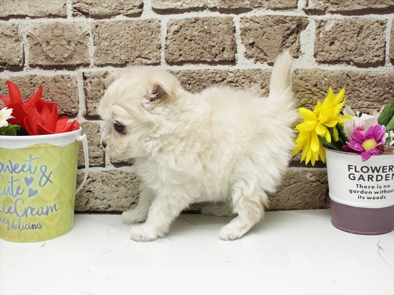 福岡県のポメマル/マルポメ(ポメラニアン×マルチーズ) (ワンラブ福岡総本店/2025年11月30日生まれ/女の子/クリーム)の子犬の2枚目の画像