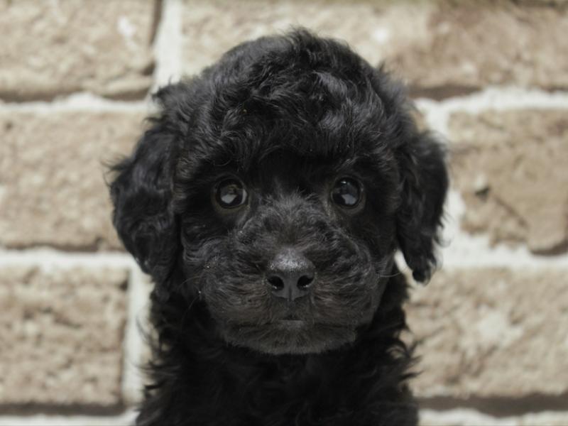 福岡県のトイプードル(トイ) (ワンラブ福岡総本店/2025年12月1日生まれ/男の子/ブラック)の子犬の1枚目の画像