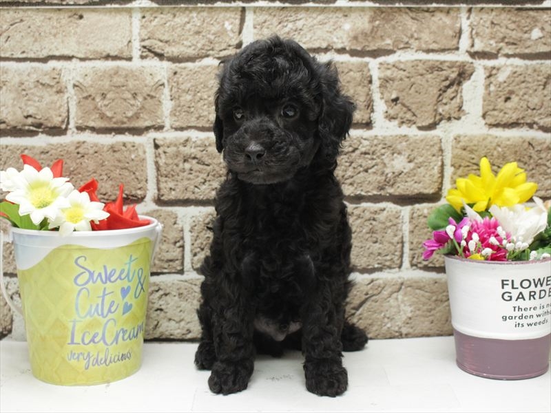 福岡県のトイプードル(トイ) (ワンラブ福岡総本店/2025年12月1日生まれ/男の子/ブラック)の子犬の3枚目の画像