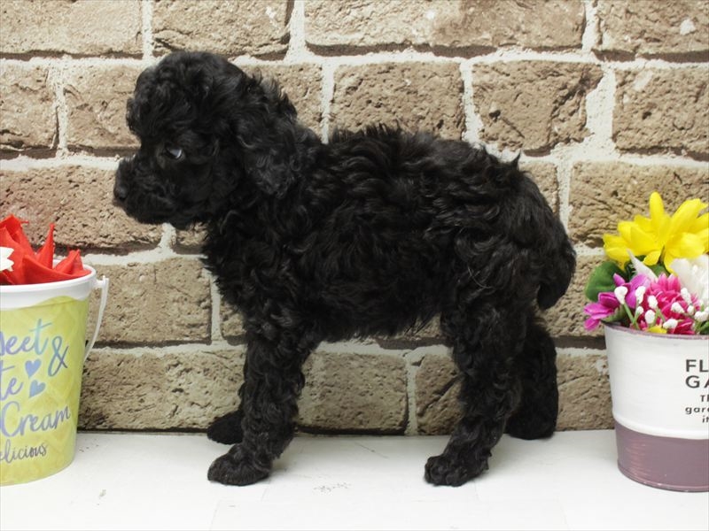 福岡県のトイプードル(トイ) (ワンラブ福岡総本店/2025年12月1日生まれ/男の子/ブラック)の子犬の2枚目の画像