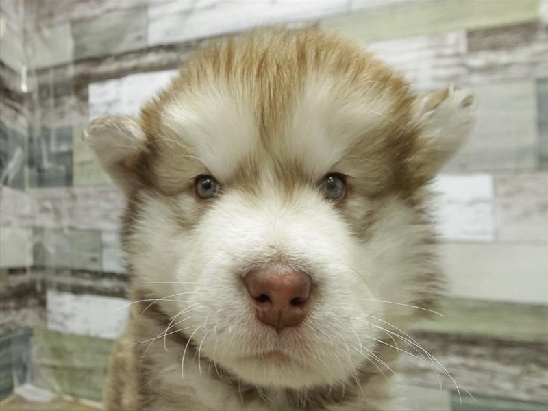 愛知県のアラスカンマラミュート (ワンラブ名古屋守山インター総本店/2025年11月27日生まれ/男の子/ブラウンホワイト)の子犬の1枚目の画像