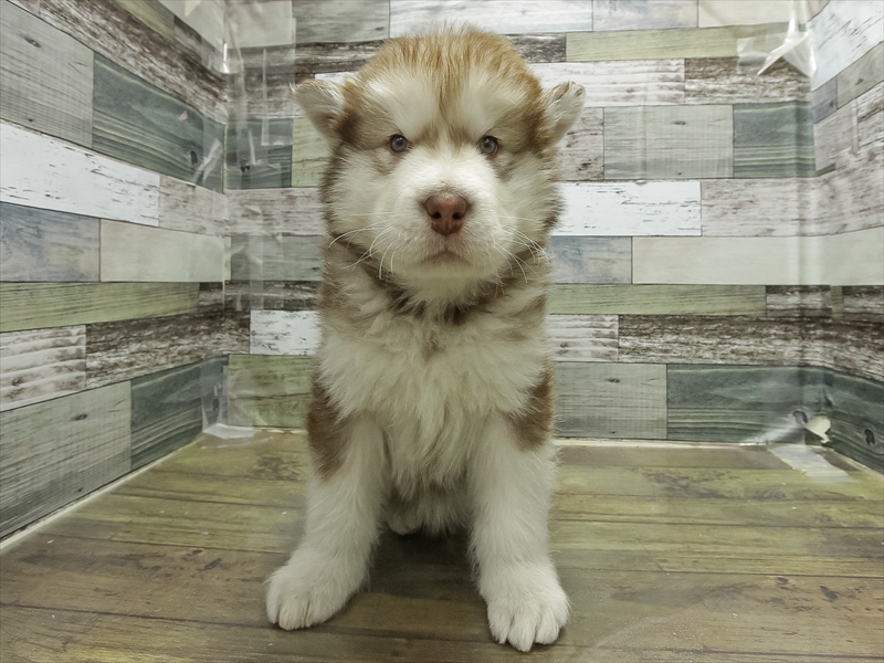 愛知県のアラスカンマラミュート (ワンラブ名古屋守山インター総本店/2025年11月27日生まれ/男の子/ブラウンホワイト)の子犬の3枚目の画像