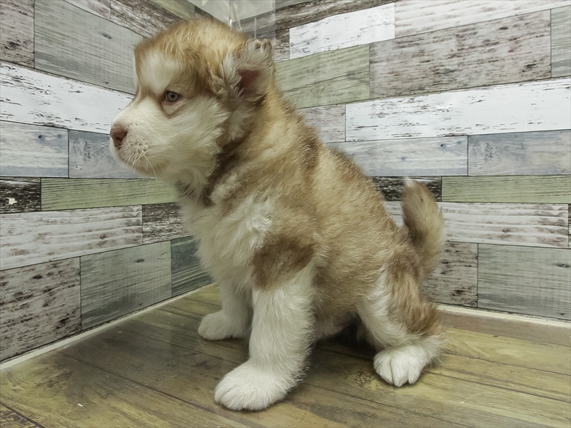愛知県のアラスカンマラミュート (ワンラブ名古屋守山インター総本店/2025年11月27日生まれ/男の子/ブラウンホワイト)の子犬の2枚目の画像