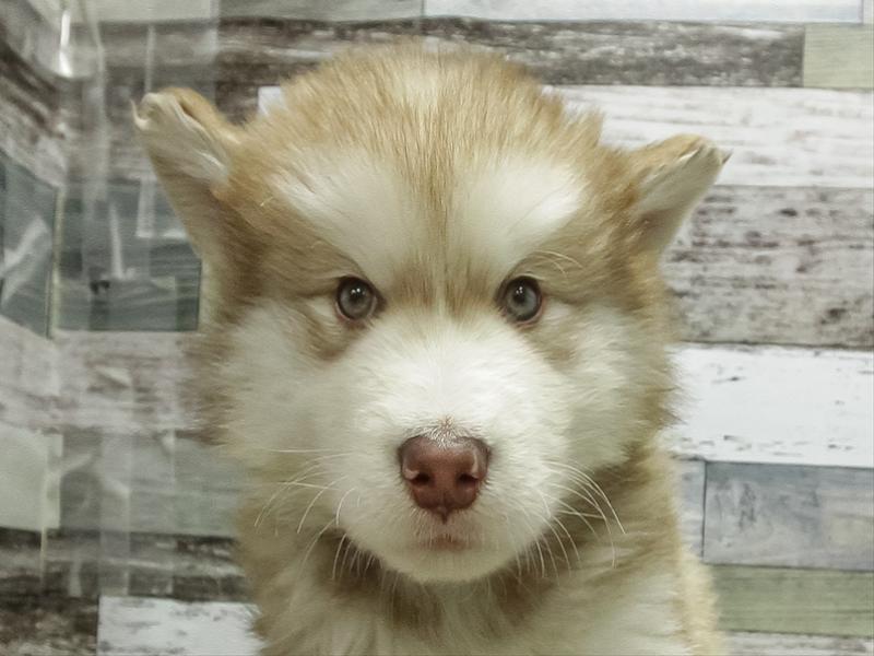 愛知県のアラスカンマラミュート (ワンラブ名古屋守山インター総本店/2025年11月27日生まれ/男の子/ブラウンホワイト)の子犬の1枚目の画像