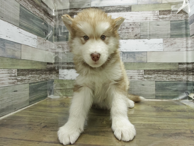 愛知県のアラスカンマラミュート (ワンラブ名古屋守山インター総本店/2025年11月27日生まれ/男の子/ブラウンホワイト)の子犬の3枚目の画像