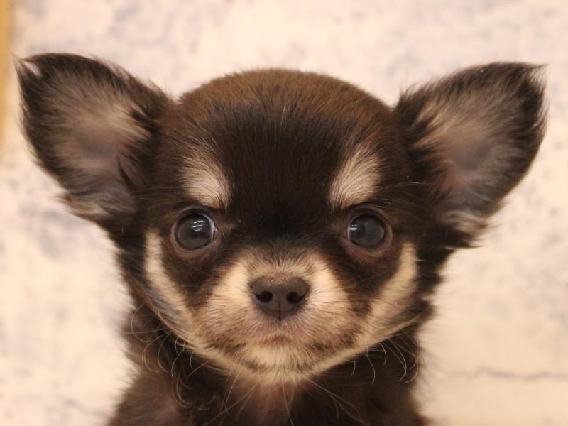 埼玉県のチワワ(ロング) (ワンラブカインズ本庄早稲田店/2025年12月2日生まれ/男の子/ブラッククリームホワイト)の子犬の1枚目の画像