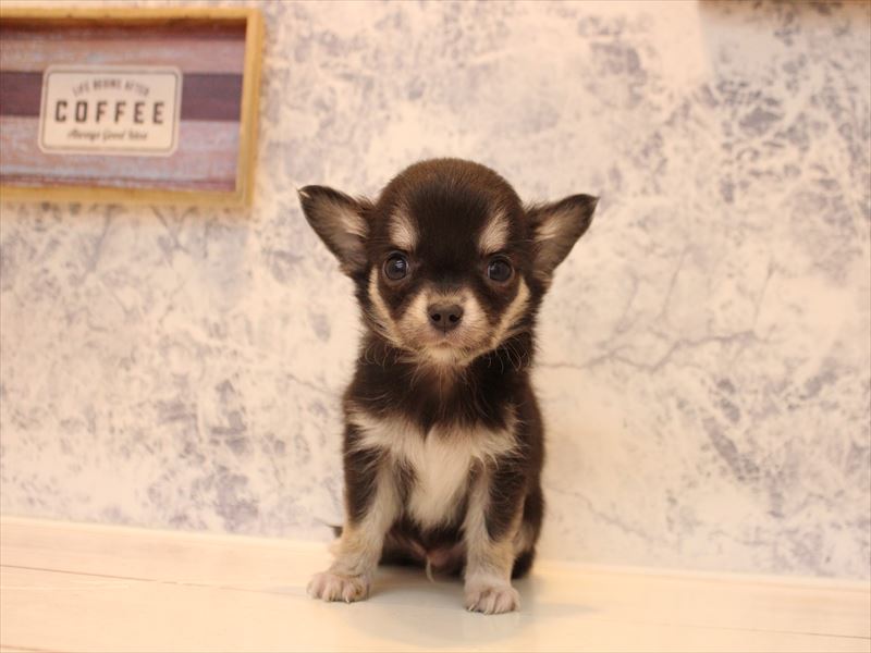 埼玉県のチワワ(ロング) (ワンラブカインズ本庄早稲田店/2025年12月2日生まれ/男の子/ブラッククリームホワイト)の子犬の2枚目の画像