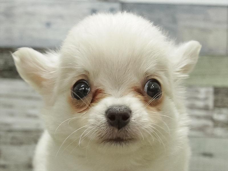 愛知県のチワワ(ロング) (ワンラブ名古屋守山インター総本店/2025年12月2日生まれ/男の子/ホワイトクリーム)の子犬の1枚目の画像