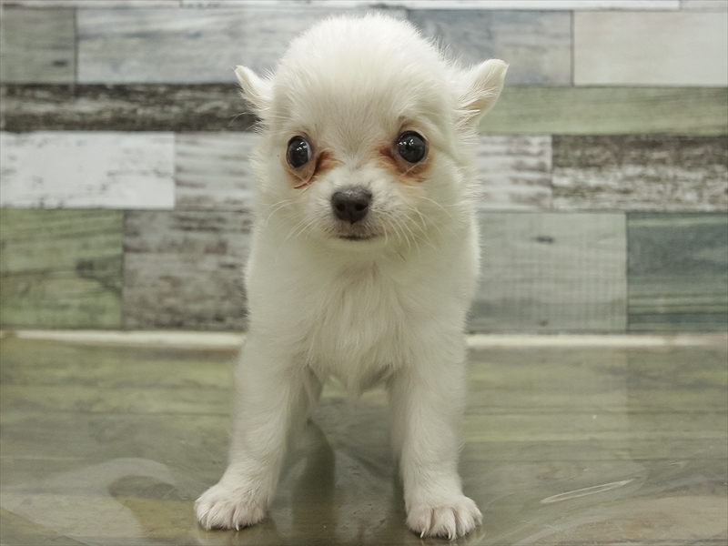 愛知県のチワワ(ロング) (ワンラブ名古屋守山インター総本店/2025年12月2日生まれ/男の子/ホワイトクリーム)の子犬の3枚目の画像